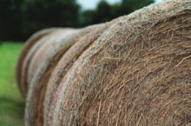 Hay bales could be in short supply as much of the state has reported poor forage and hay production conditions as the season. Laura McKenzie | Texas A&amp;M AgriLife