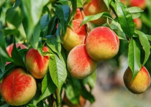 Peaches are the most universally planted fruit trees in Texas. Contributed Photo