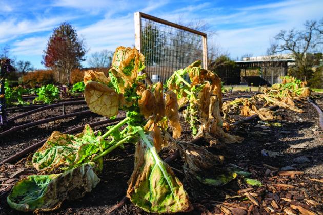 Brussels sprouts sustain freeze damage in The Gardens at Texas A&amp;M University. Texas A&amp;M AgriLife Photo By Courtney Sacco
